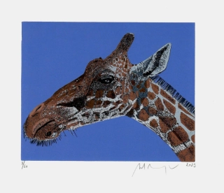 Martin Manojlín – Žirafa – barevný linoryt, 2023